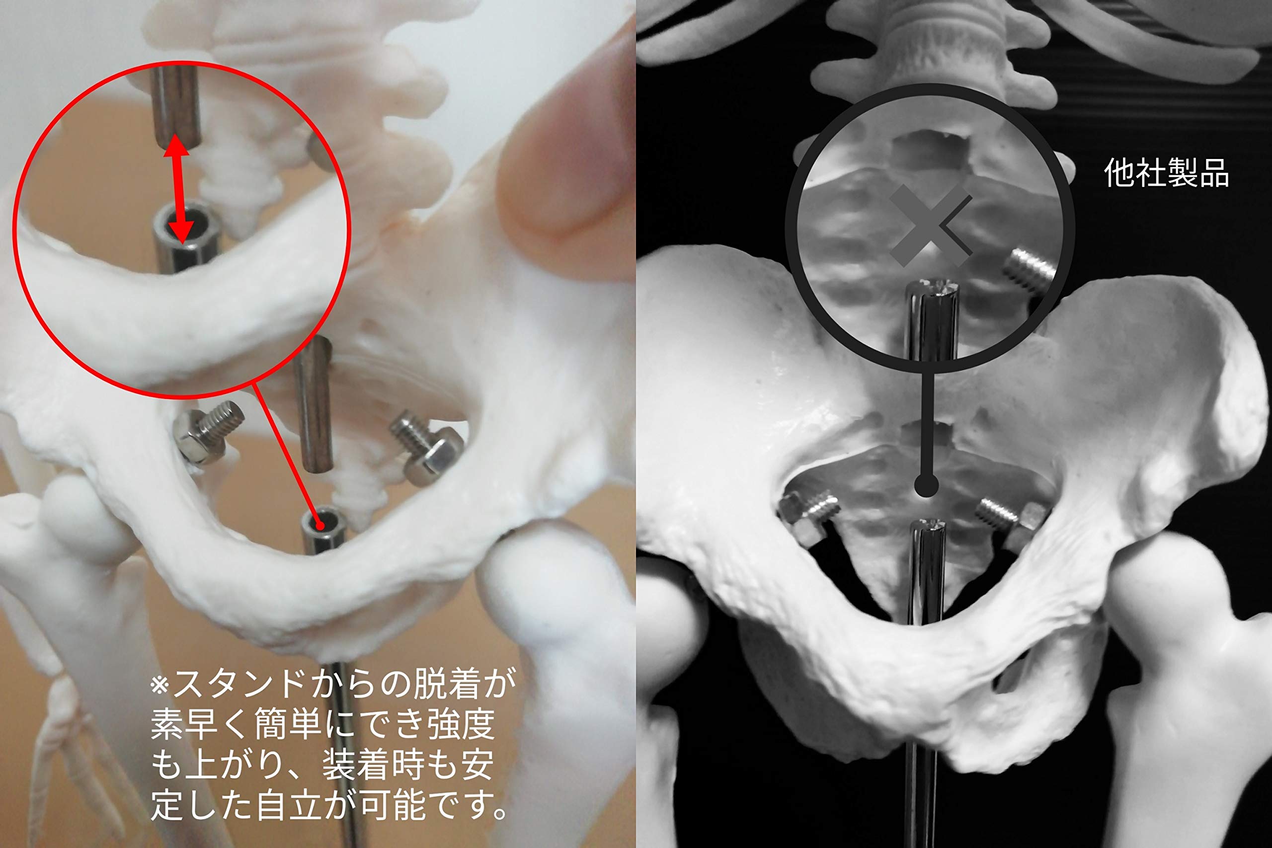 Amazon.co.jp: OWLIAN 1/4サイズ 全身骨格模型 肩関節が自由に動かせる